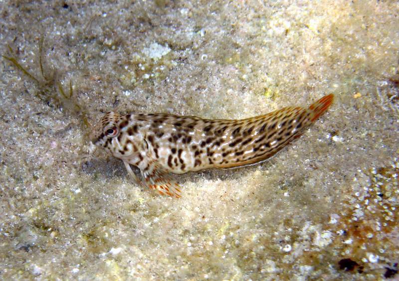 Parablennius sanguinolentus
